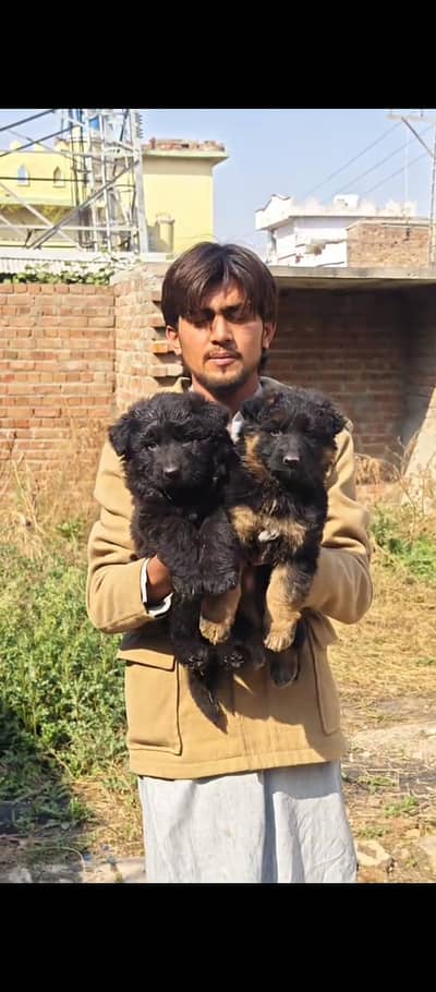 Germen Shefered Female Puppy