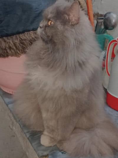 Percian pregnant cat available for sale urgent