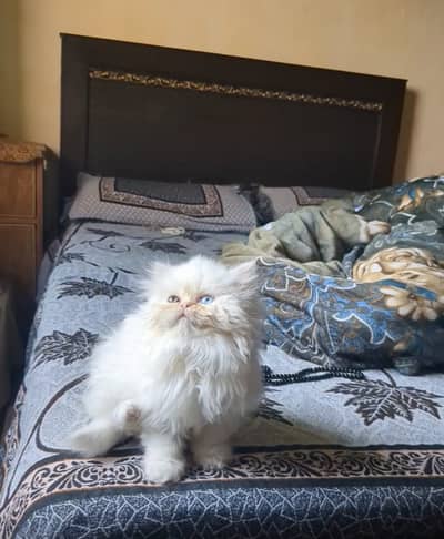 Peki Face CFA bloodline Odd eyes female kitten 56 days