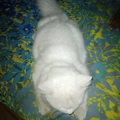 Persian male Cat 