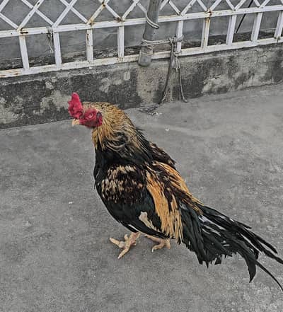 Antique merthi merithi aseel breeder amroha structure