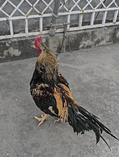 Antique merthi merithi aseel breeder amroha structure