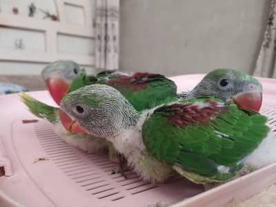 raw parrot babies