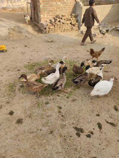 hens and duck for sale