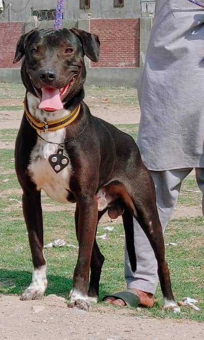 bully gultair male dog for sale