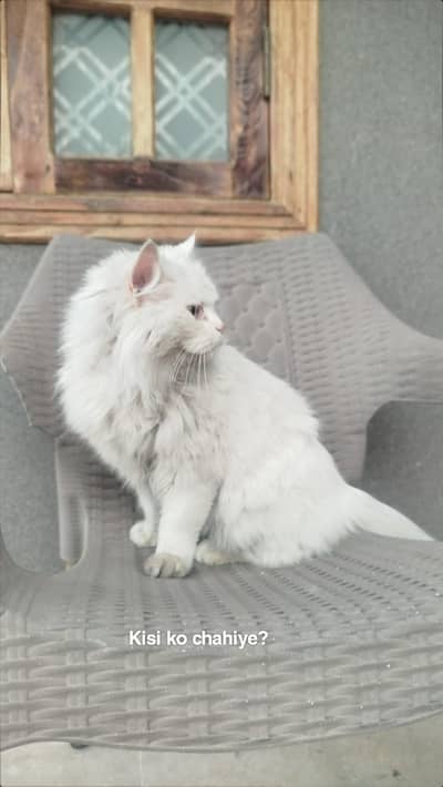 Persian cat