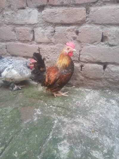 fancy hen male 1500. k dono