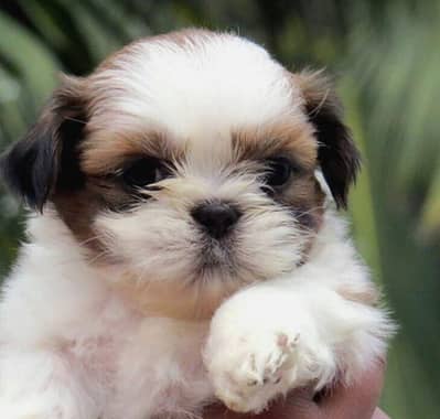 Top Quality Shihtzu Puppy