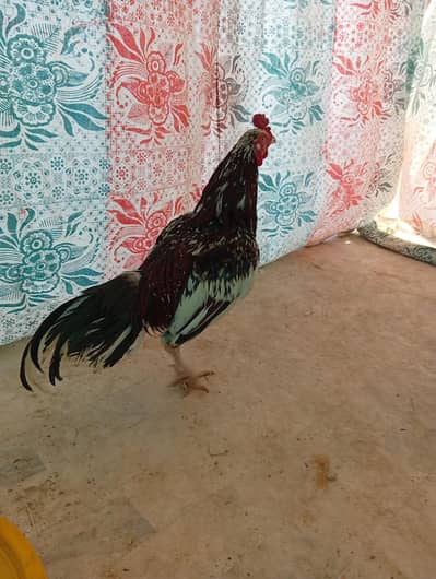 Aseel mianwali&Sindh breed