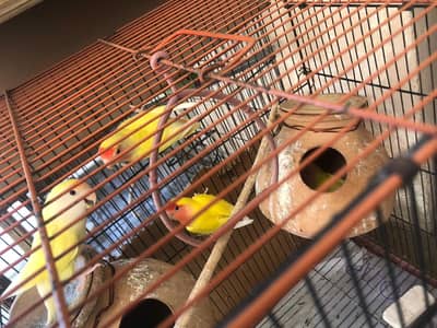 Love bird paroot 2 breeder pairs
