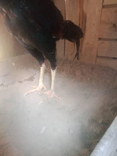 black patha 9500 china murga 11000