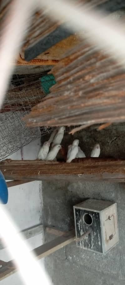 Albino lovebird 13 piece