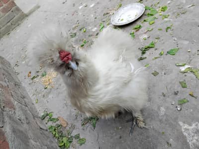 healthy female silkie hen for sale
