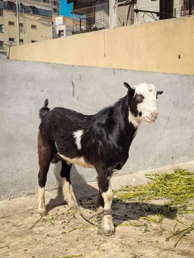 KALA ABLUCK CHAMBA TEDDA