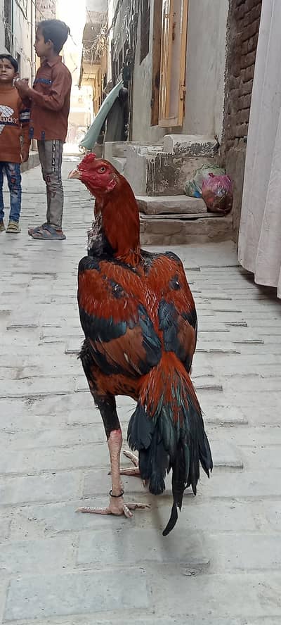 Wasle Aseel 03011086657