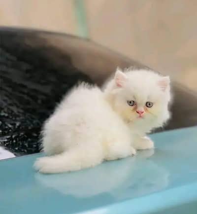 Persian cat for sale my WhatsApp number  0325-69-53-977