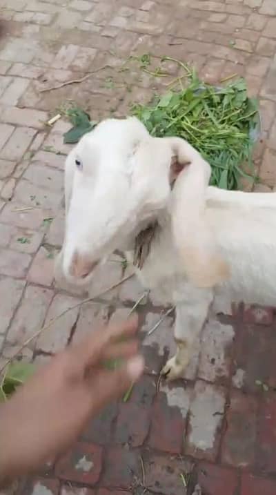 gulabi Rajanpuri path 6 month age