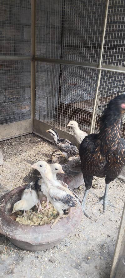 aseel hen's baby for sale