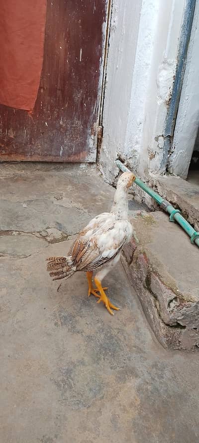 Chicks with cage Male ya female not confirm Minawali nasal