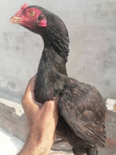 Mushki pathi 3000 fnl