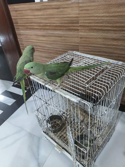 raw adult pair hand tame talking for sale