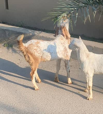 Teddi bakra + makhi cheena for sale