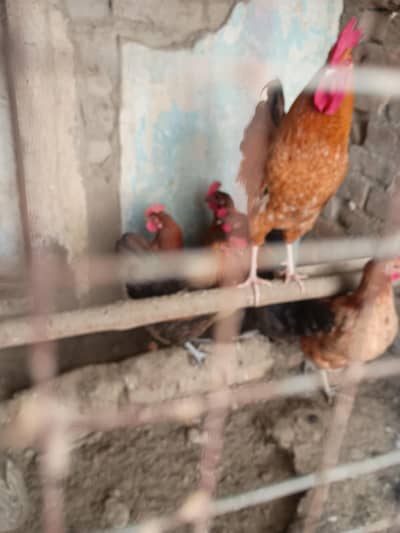 golden misri. (desi murghi)