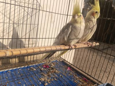 Active Cocktail Pair Available