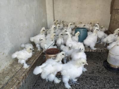 white silkie  | Top quality white silkie  | chicks available
