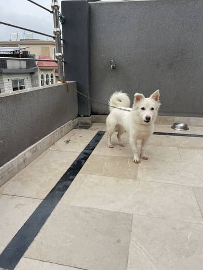 Russian female for sale