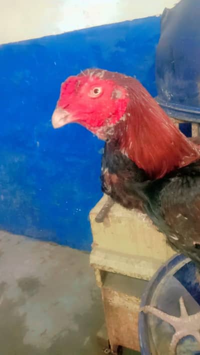 Pure aseel good bread