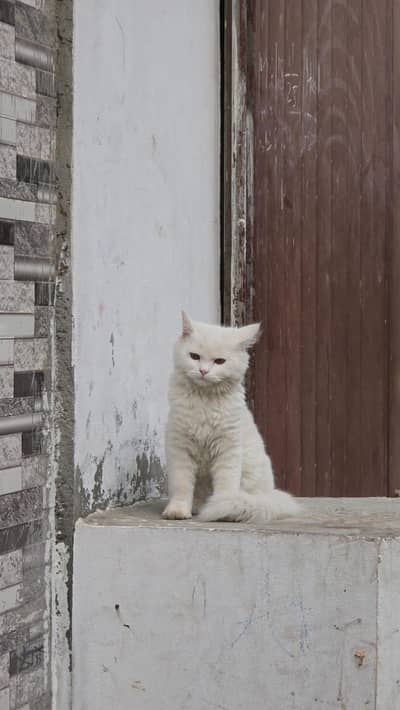 white persain cat for sale