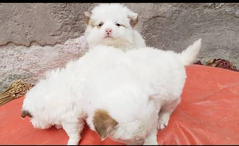 Russian dog pups pair & 1 male 2 years age