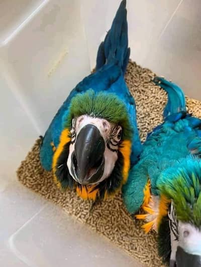 blue Macau parrot DNA confirm 0327,,7245,,308
