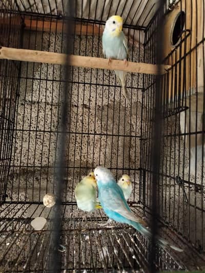 rainbow breeder female