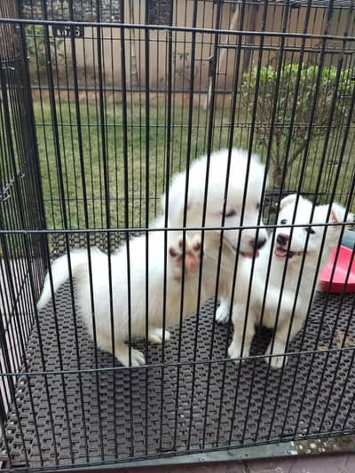 Russian Breed Puppies (Male & Female) for Sale – 2.5 Months Old