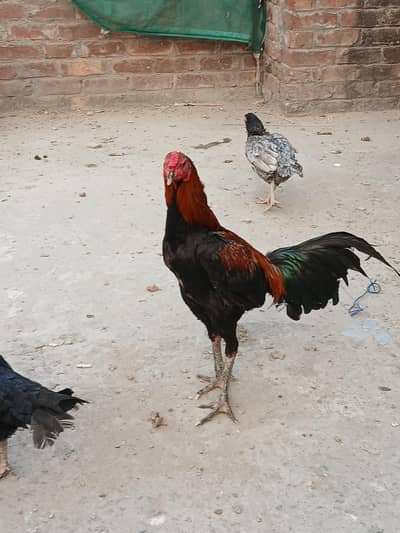 Aseel setup for sale