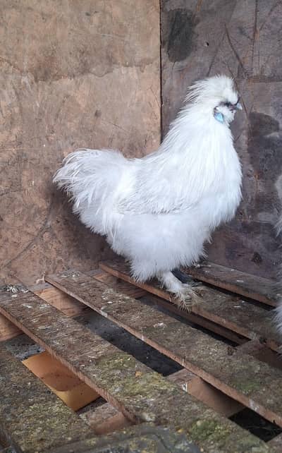 White Silkie male for replacement with female
