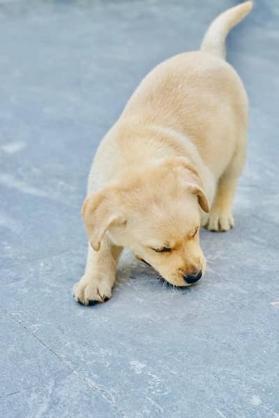 Premium Yellow Labrador Male Strong Bloodline And PKC Registered