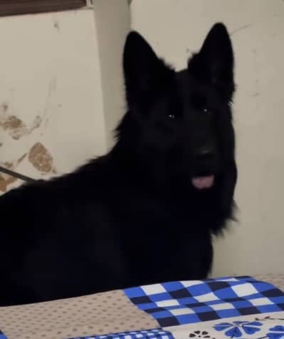 long coat king size mail available 11 month age for sale