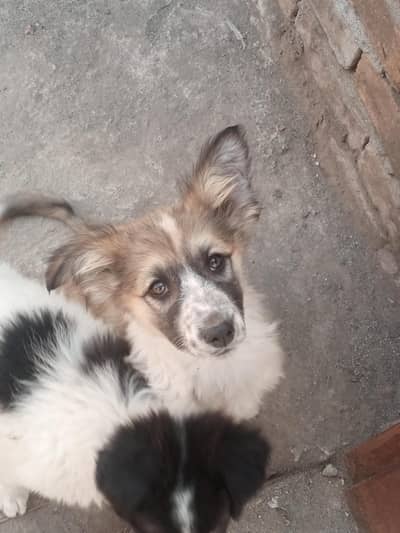 Border Collie Puppy for Sale