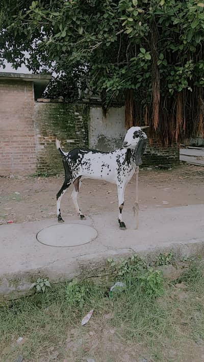 6 dant Bakri for sale 3 sowy soi hai abi khali hai