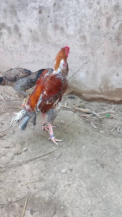 pure aseel parrot beak cross sleta murgha