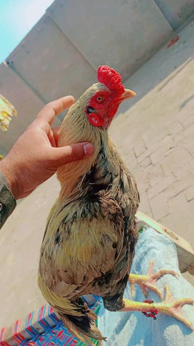 pure Aseel Murga,Gurgia,Pairs