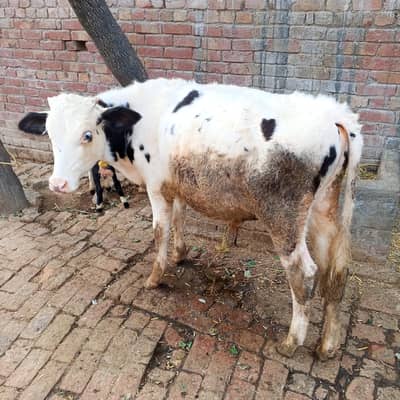 Frezian bull for sale