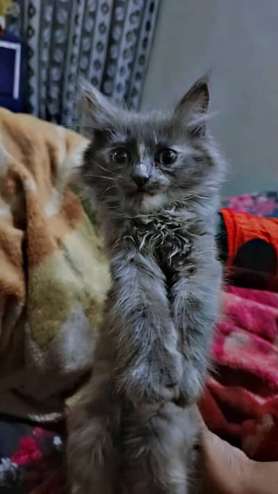 2 female 1 male baby