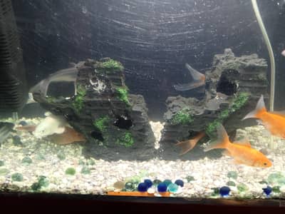 Aquarium Fish & Accessories for Sale