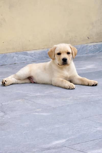 Premium Yellow Labrador Male Strong Bloodline And PKC Registered