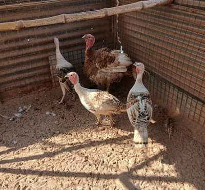 Golden Pied Turkey Set