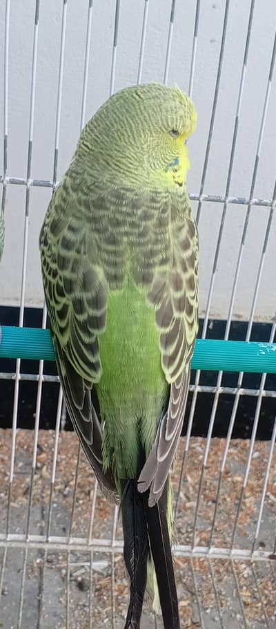 undersize exhibition budgie healthy and active